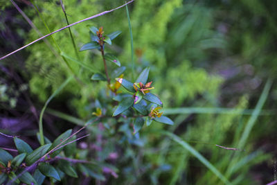 Close-up of insect on plant