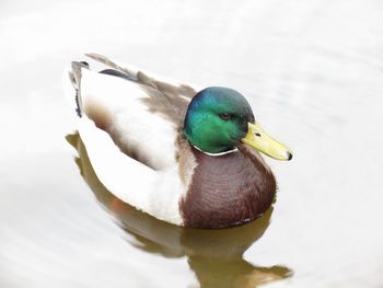 Close-up of duck swimming in lake