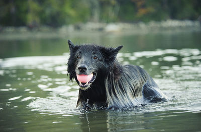 Portrait of black labrador carrying red ball in river