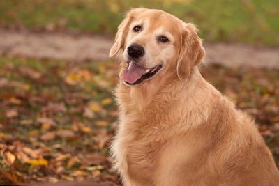 Portrait of dog on field