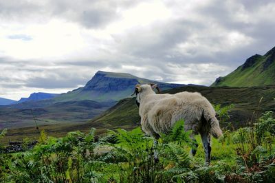 Sheep grazing on field against sky