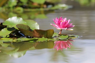 Close-up of pink water lily in lake