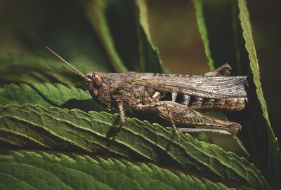 The locust is heated in the sun.