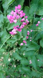 High angle view of pink flowering plant