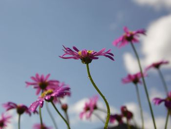 Close-up of pink flowering plants against sky