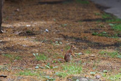 Squirrel on ground