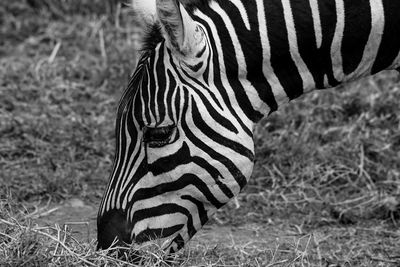 Close-up of a zebra