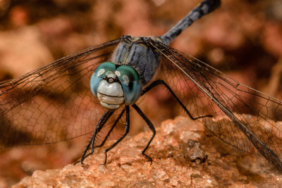 Close-up of dragonfly