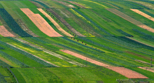 Full frame shot of agricultural field