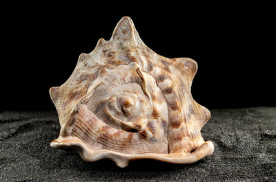 conch