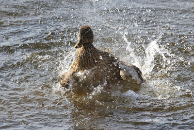 Female duck is splashing in water at spring