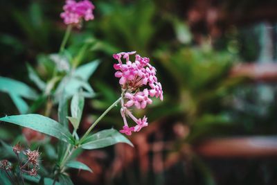 Close-up of pink flowering plant