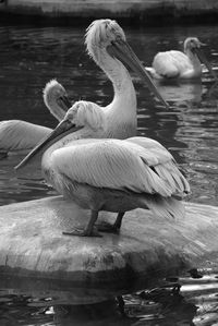 View of swans in lake