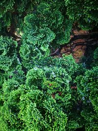 High angle view of trees in forest