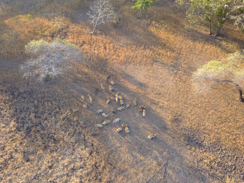 High angle view of a forest