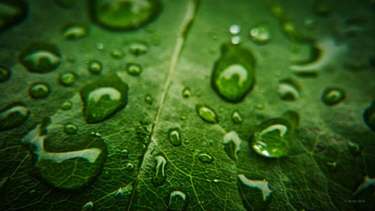 drop, wet, green color, water, leaf, plant part, close-up, plant, leaf vein, rain, nature, raindrop, beauty in nature, no people, full frame, backgrounds, day, growth, dew, outdoors, rainy season, purity, leaves