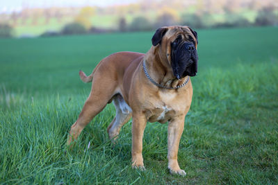 Dog looking away on field