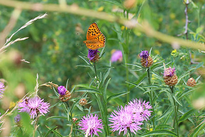 Close-up of butterfly pollinating on purple flower