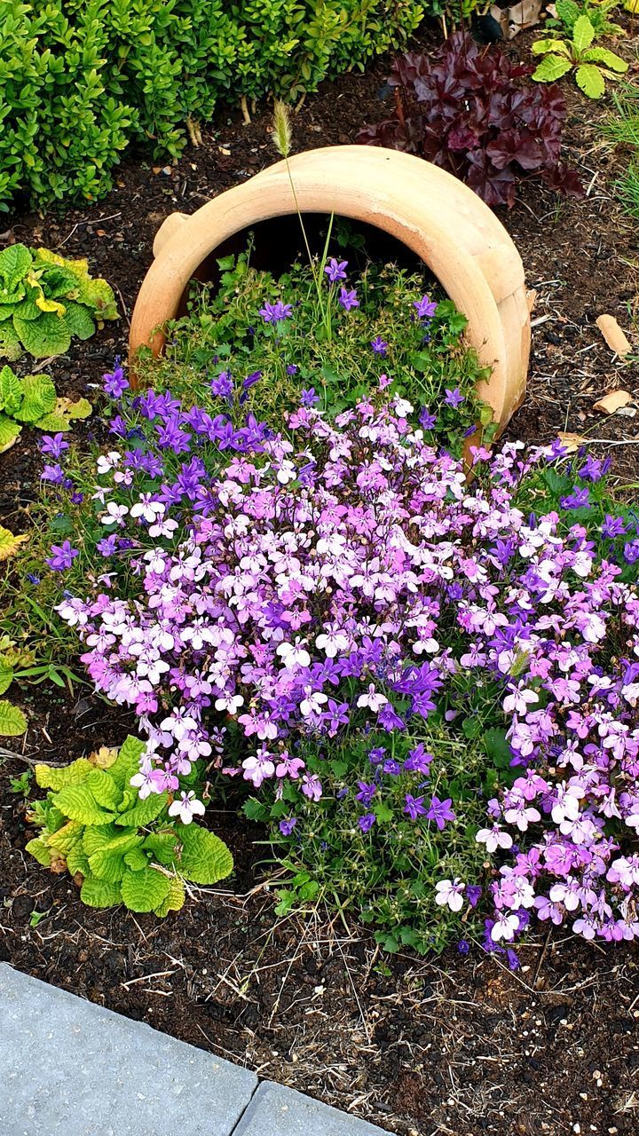 HIGH ANGLE VIEW OF PURPLE FLOWERING PLANTS IN YARD