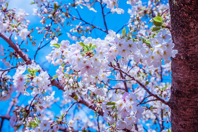 Low angle view of cherry blossom tree