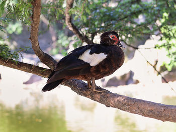 Bird perching on a tree, duck