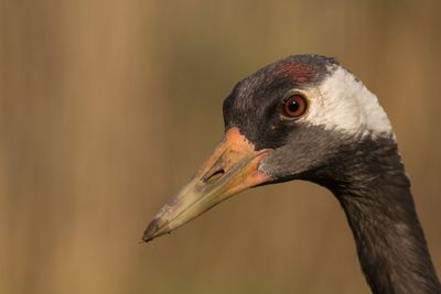 Close-up of bird