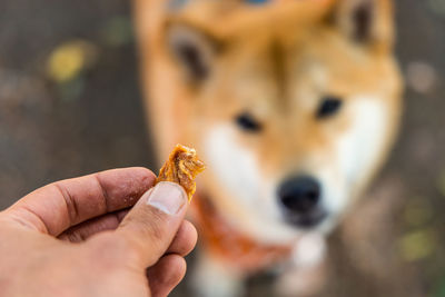 Cropped hand of woman holding dog