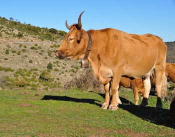 Cow standing in a field