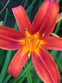 Close-up of orange lily blooming outdoors