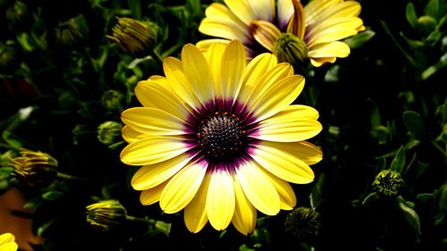 Close-up of yellow flowering plant