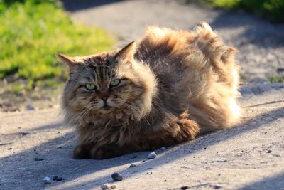 Portrait of a cat on footpath