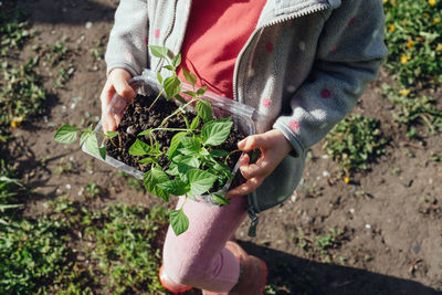 Close-up of bell pepper seedlings in the hands of a child. gardening with children