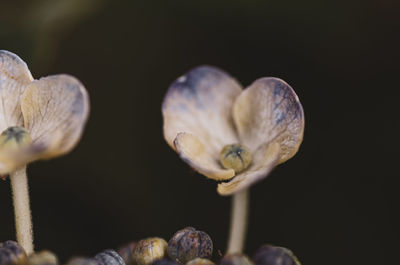 Close-up of mushroom growing on plant