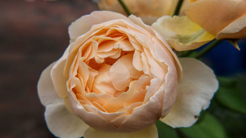 Close-up of rose flower