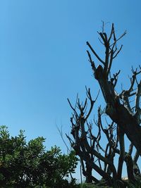 Low angle view of bare tree against clear blue sky
