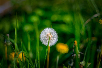 Close-up of dandelion flower on field