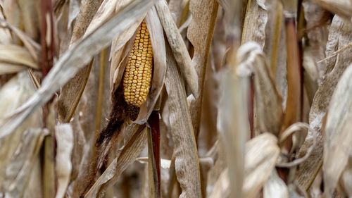 Full frame shot of corn left after harvest. 