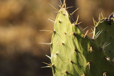 Close-up of prickly pear cactus