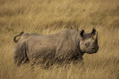 Black rhino in masai mara