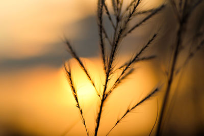 Close-up of silhouette plants against sky during sunset