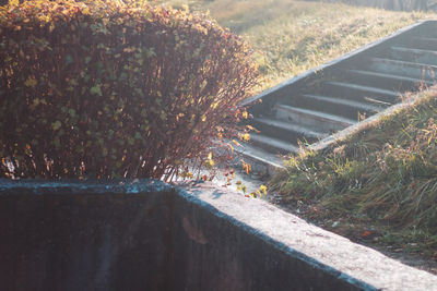 High angle view of trees by road