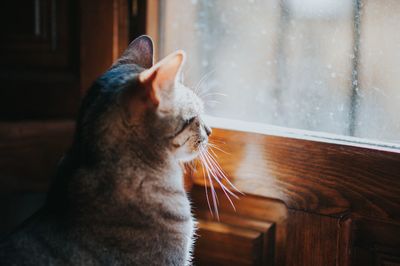 Close-up of cat looking away at window