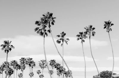 Low angle view of palm trees against clear sky