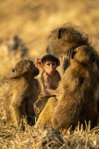 Baby chacma baboon sits with three others