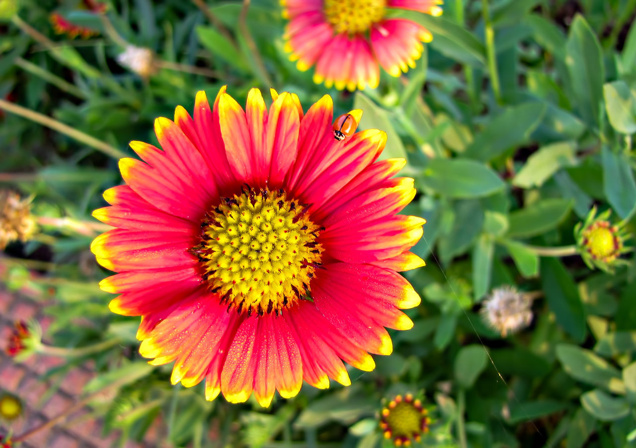 flowering plant, plant, flower, beauty in nature, freshness, flower head, growth, petal, inflorescence, close-up, nature, fragility, yellow, blanket flowers, pollen, no people, macro photography, green, focus on foreground, daisy, plant part, outdoors, day, leaf, botany, wildflower, pink, field, multi colored, sunlight, summer