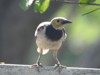 Close-up of bird perching on twig