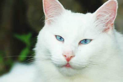 Close-up portrait of cat