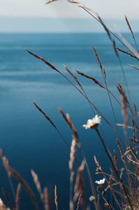 Close-up of grass by sea against sky