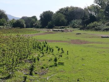 Scenic view of agricultural field against sky