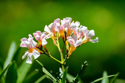 Close-up of white flowering plant